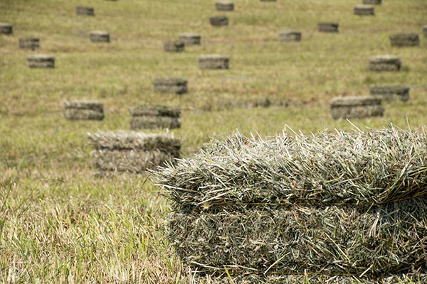 Hay Bailing in eastern Kentucky